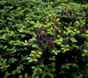 Abies koreana ' Piccolo ' Dwarf Korean Fir