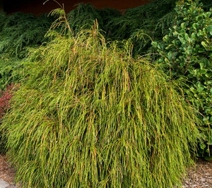 Thuja plicata Whipcord Dwarf Cord Branched Western Red Cedar