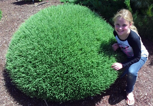 Emmy next to Mr. Bowling Ball Arborvitae