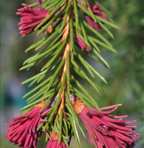 Picea abies Rubra Spicata Spring Red Norway Spruce Picea abies Rubra Spicata Spring Red Norway Spruce