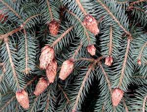 Picea pungens Early Cones Dwarf Colorado Blue Spruce