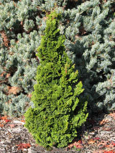 Chamaecyparis obtusa ' Vokel's Upright ' Dwarf Narrow Hinoki Cypress