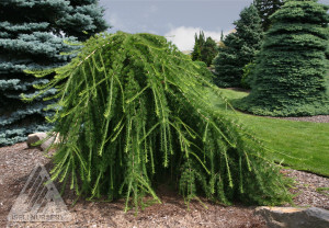 Larix decidua 'Prag' Dwarf European Larch - Kigi Nursery