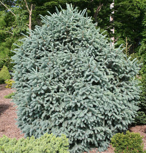 Picea engelmannii Compacta Dwarf Engelmann Spruce