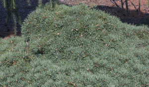 Pinus sylvestris Repens Miniature Creeping Scot's Pine