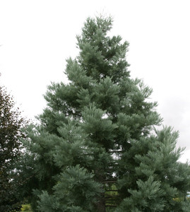 Sequoiadendron giganteum Hazel Smith Blue Giant Redwood