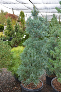 Pinus parviflora Templehof Japanese White Pine