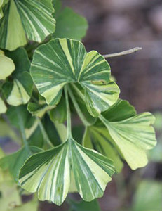 Ginkgo biloba Majestic Butterfly Variegated Maidenhair Tree