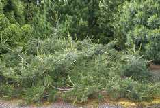 Pinus flexilis Glauca Pendula Spreading Limber Pine Tree