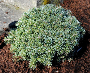 Abies koreana Blauer Eskimo Miniature Korean Fir