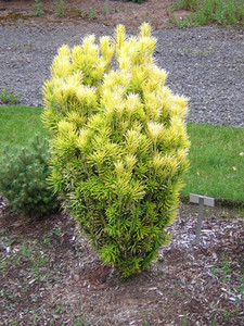 Cephalotaxus harringtonia Korean Gold Golden Japanese Plum Yew