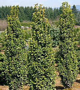 Buxus sempervirens Graham Blandy Narrow European Boxwood Buxus sempervirens Graham Blandy Narrow European Boxwood