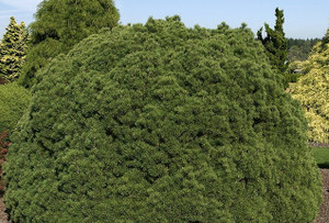 Pinus mugo Mops Dwarf Pine