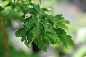 Acer palmatum Crispum Japanese Maple