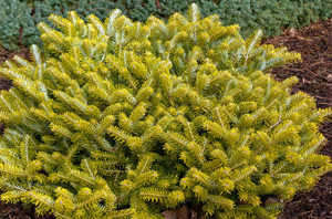 Golden Glow Korean Fir Tree Golden Glow Korean Fir Tree