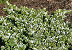 Abies veitchii Heddergott Dwarf Japanese Silver Fir