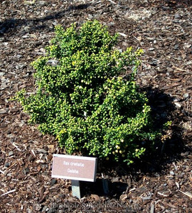 Ilex crenata Geisha Dwarf Japanese Holly