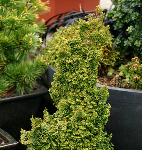 Chamaecyparis obtusa Gemstone Dwarf Japanese Hinoki Cypress Chamaecyparis obtusa Gemstone Dwarf Japanese Hinoki Cypress