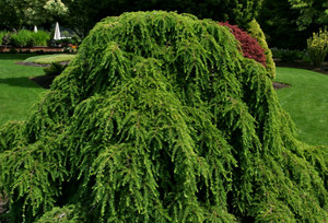 Tsuga canadensis Pendula Weeping Canadian Hemlock Tsuga canadensis Pendula Weeping Canadian Hemlock
