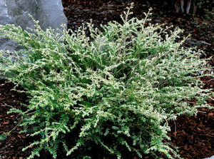 Tsuga canadensis Gentsch White Dwarf White Canadian Hemlock