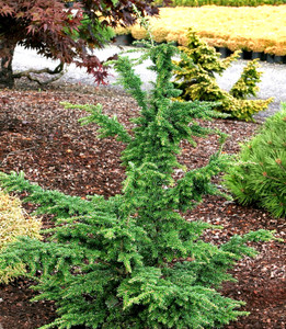 Tsuga heterophylla Iron Springs Upright Western Hemlock Tsuga heterophylla Iron Springs Upright Western Hemlock
