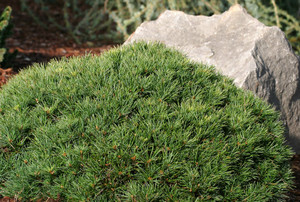 Pinus strobus Greg Miniature White Pine