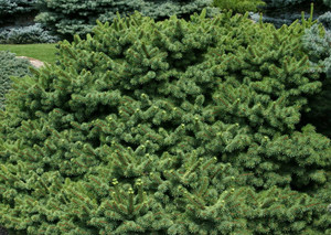Picea pungens Mrs. Cesarini Dwarf Colorado Spruce