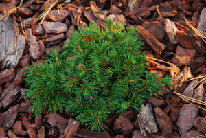 Picea abies Mikulasovice Miniature Alberta Spruce