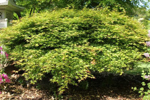 Acer palmatum Murasaki hime Japanese Maple Tree