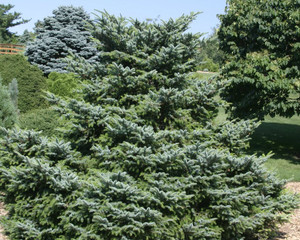 Picea bicolor Howell's Dwarf Alcock's Spruce