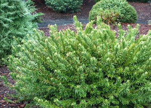Cephalotaxus harringtonia Hedgehog Dwarf Japanese Plum Yew