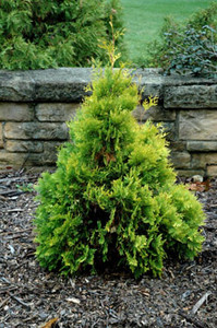 Thuja occidentalis ' Gold Drop ' Dwarf Yellow Eastern Arborvitae