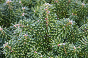 Tundra Miniature Korean Fir