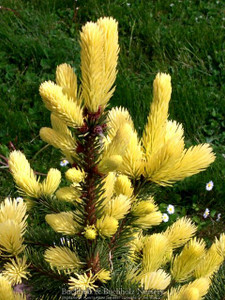 Picea pungens ' Maigold ' Spring White Colorado Blue Spruce