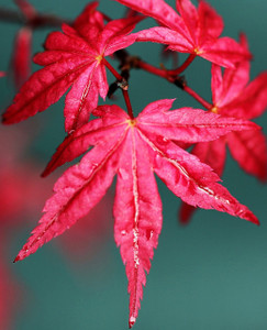 Acer palmatum Beni maiko Japanese Maple Tree spring color
