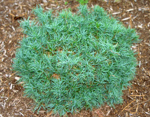 Pinus strobus Squiggles Twisted Needle Dwarf Eastern White Pine