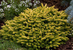 Picea orientalis Tom Thumb Miniature Oriental Spruce
