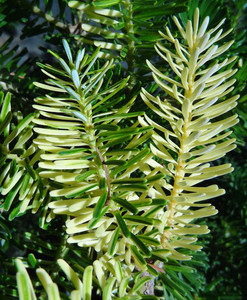 Abies koreana Gelbbunt Variegated Korean Fir