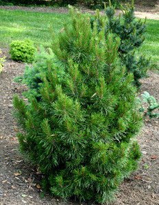 Pinus contorta Willow Creek Dwarf Shore Pine Pinus contorta Willow Creek Dwarf Shore Pine