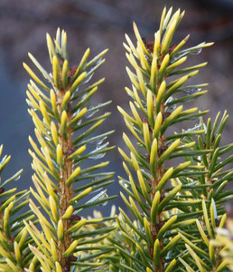 Picea omorika Peve Tijn  Dwarf Serbian Spruce