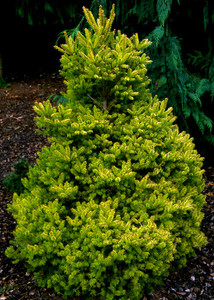 Abies koreana Goldener Traum Dwarf Gold Korean Fir