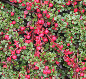 Cotoneaster dammeri Streib's Findling Low Growing Cotoneaster