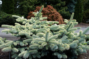 Niemetz Spring White Dwarf Colorado Blue Spruce