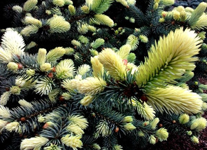 Picea pungens Niemetz Dwarf Colorado Blue Spruce