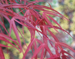 Acer palmatum ' Aka hosada ' Red Strap Leaf Japanese Maple