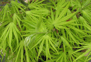 Acer palmatum Elmwood Japanese Maple Tree