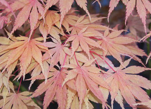 Acer palmatum 'Tsuru no mai' Japanese Maple Tree - Kigi Nursery
