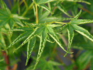 Acer palmatum ' Hippy fin mo ' Dwarf Japanese Maple