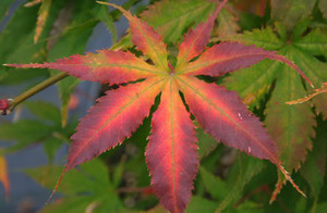 Acer palmatum Grandma Ghost Variegated Japanese Maple