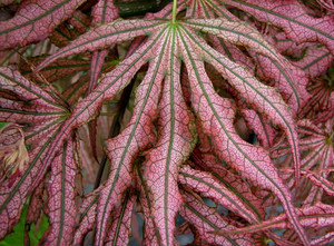Acer palmatum Mikazuki Variegated Japanese Maple